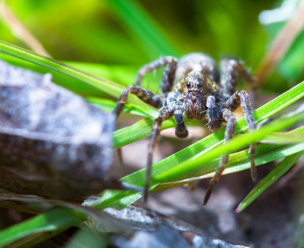 A wolf spider (Pardosa amentata) crawls through the grass on a s